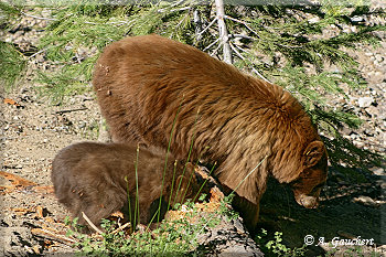 Bären auf Futtersuche